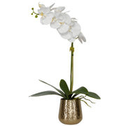 Cami - Orchid With Brass Pot - White