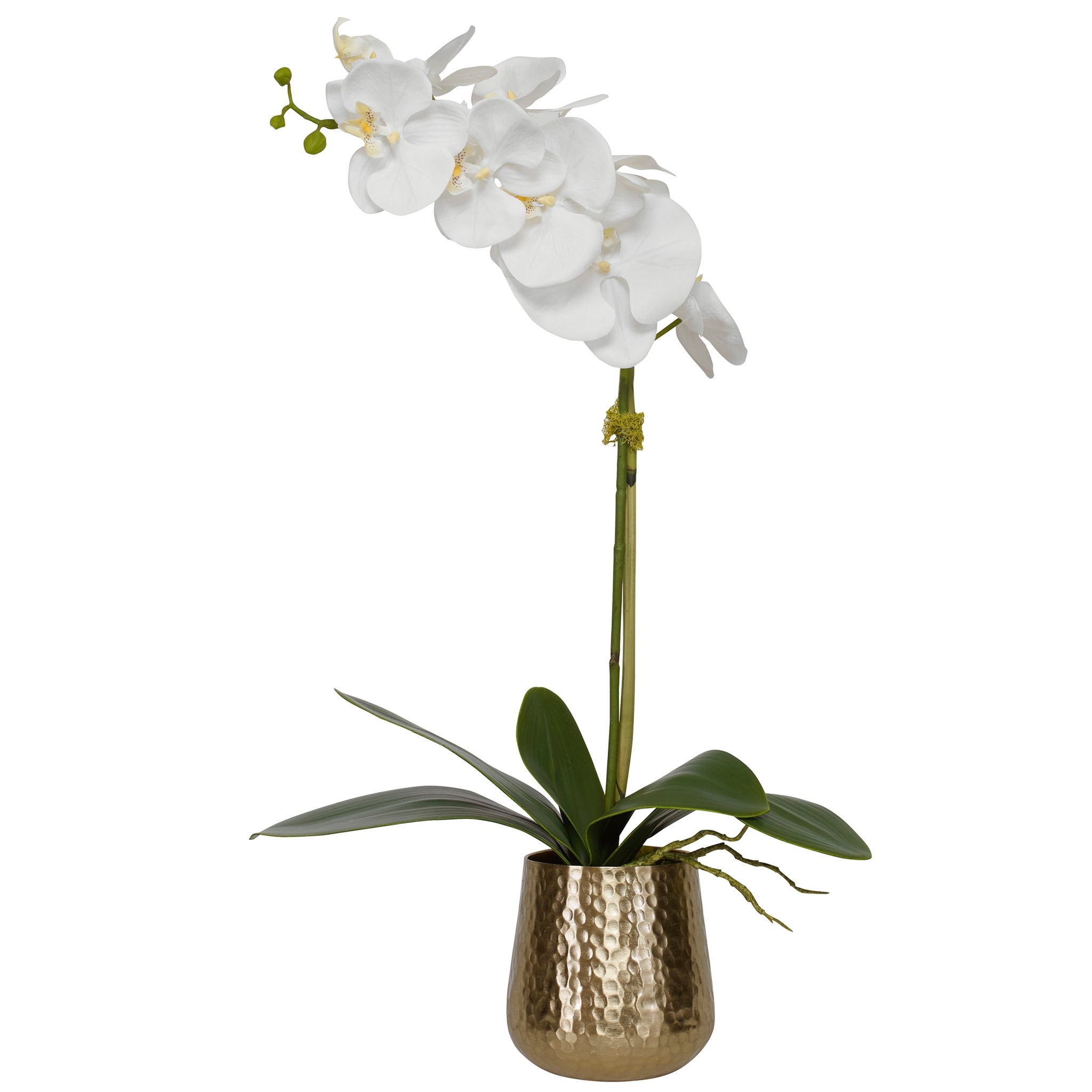 Cami - Orchid With Brass Pot - White