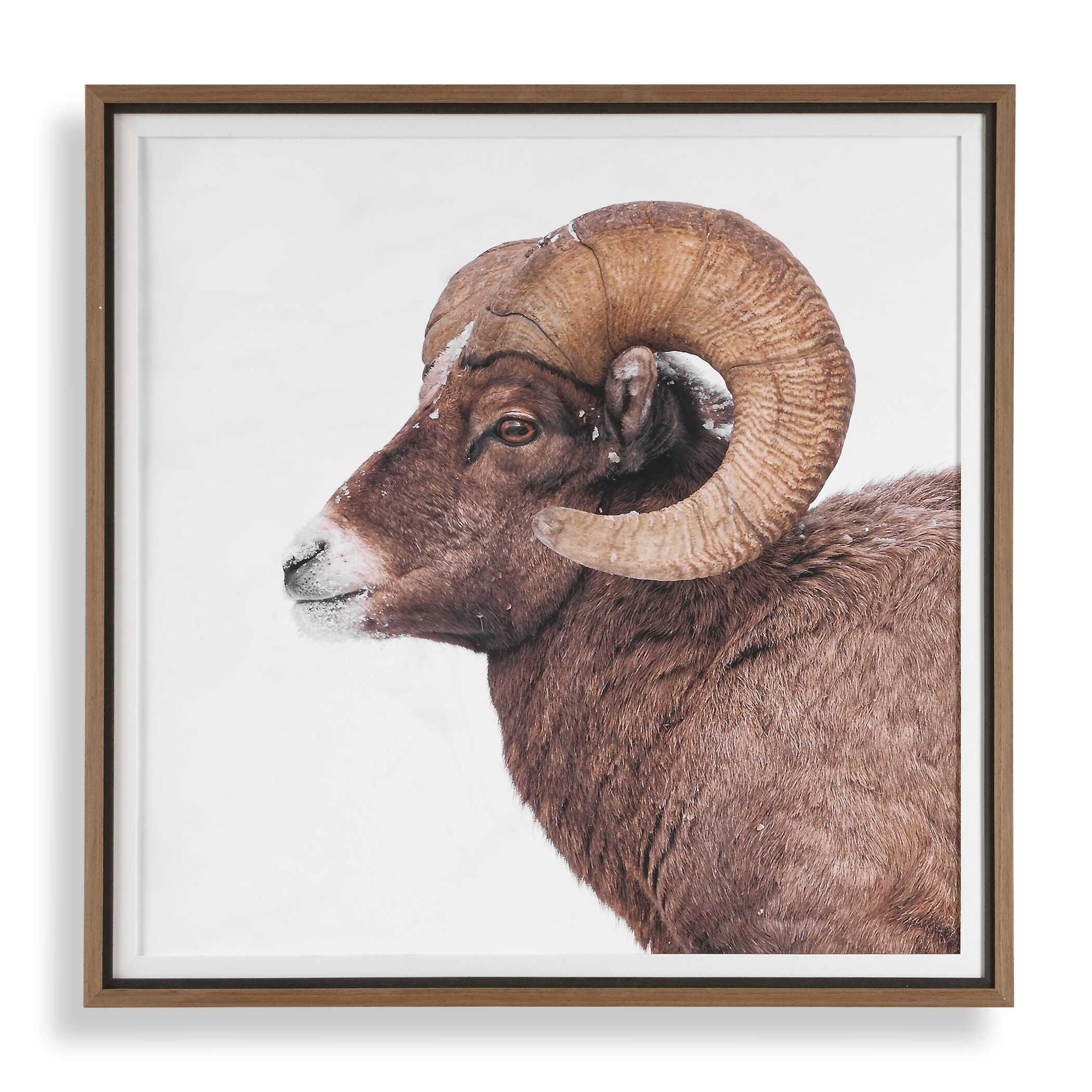 Big Horn - Sheep Framed Print - Black / Brown / White