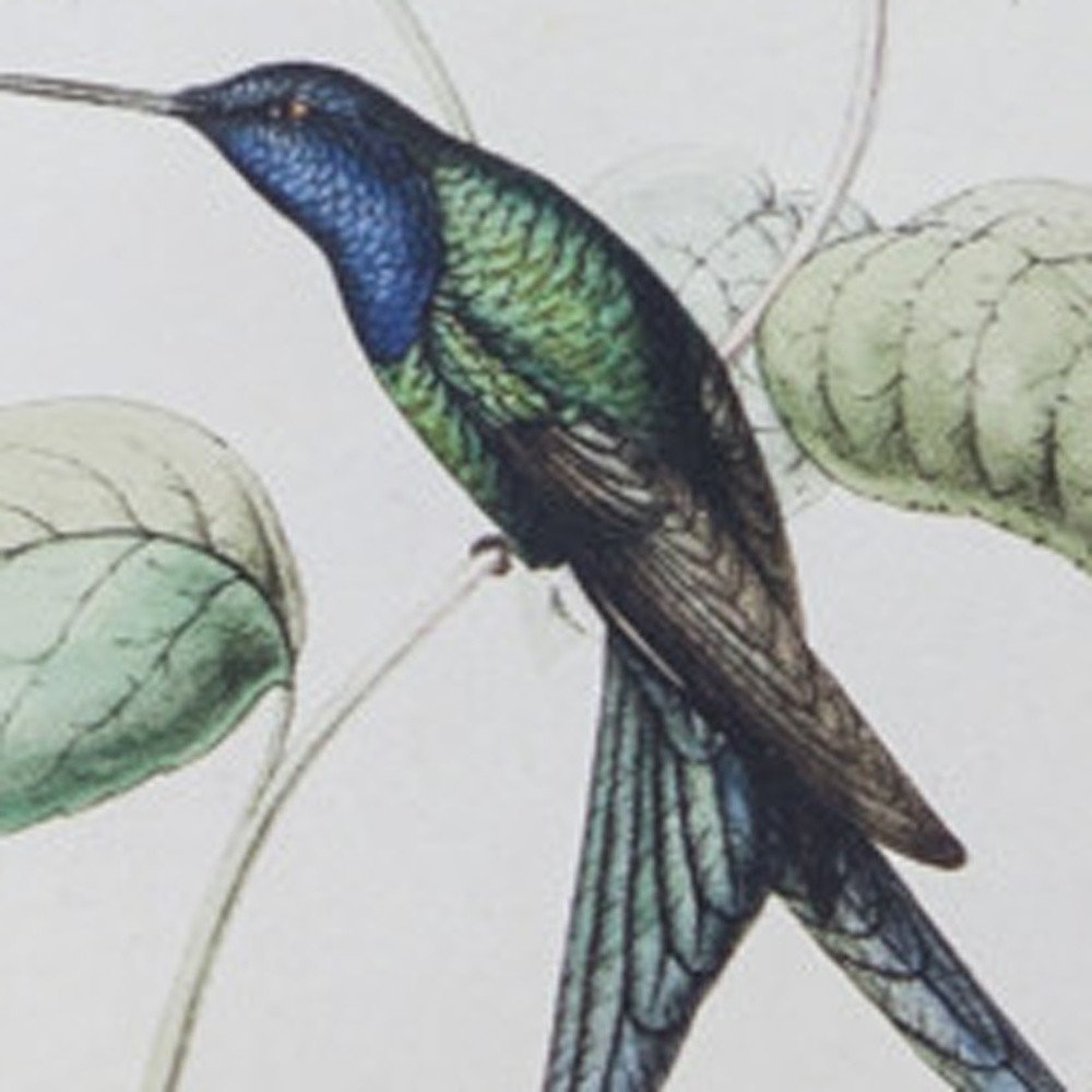 Set of Four White Hummingbird Wood Framed Art