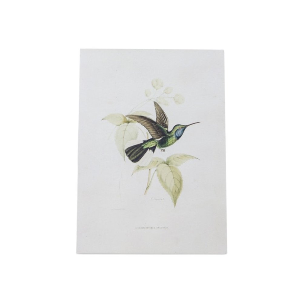 Set of Four White Hummingbird Wood Framed Art
