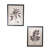 Set of Two Black And White Flower Framed Art