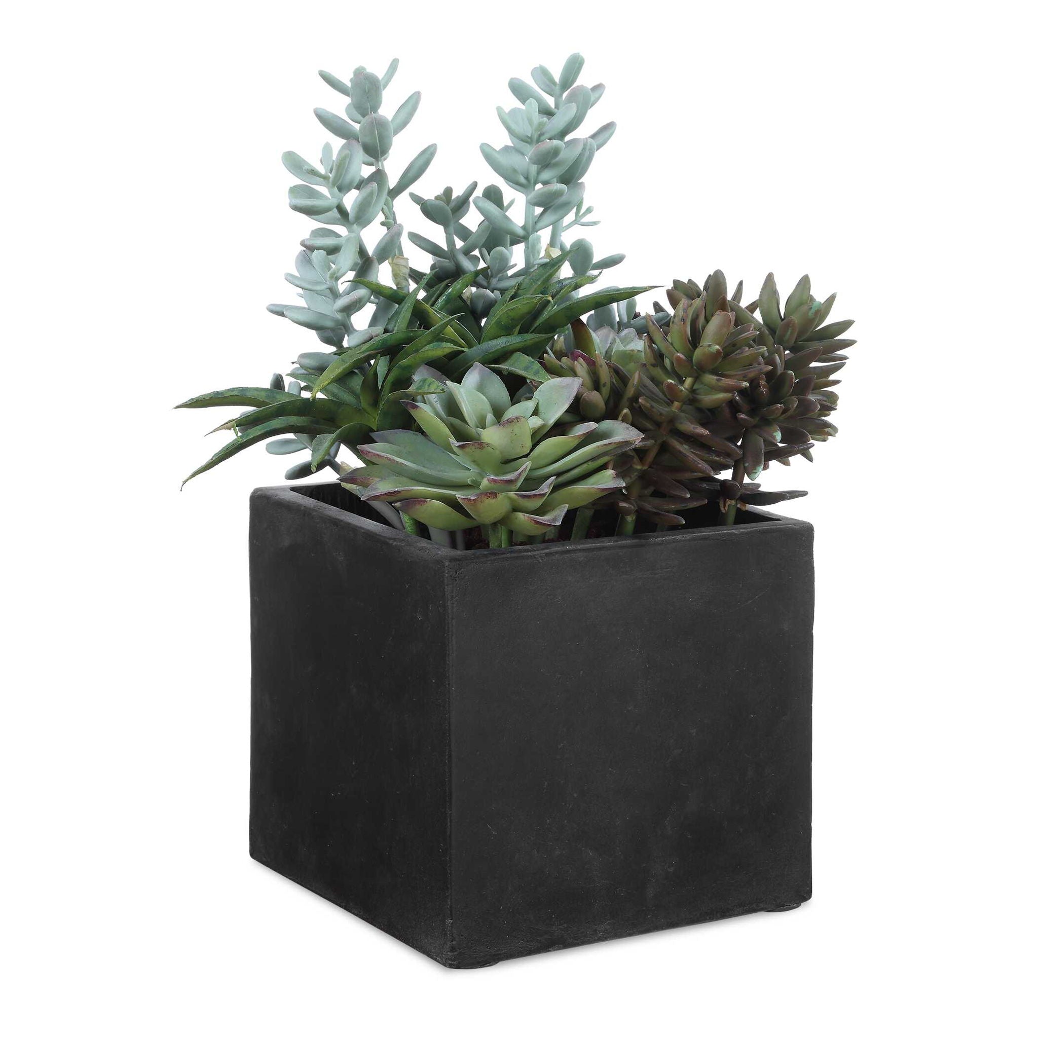 Greystone - Indoor-Outdoor Succulent - Green
