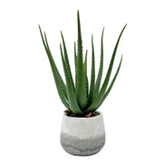 Veranda - Indoor-Outdoor Aloe Plant - Gray / Green
