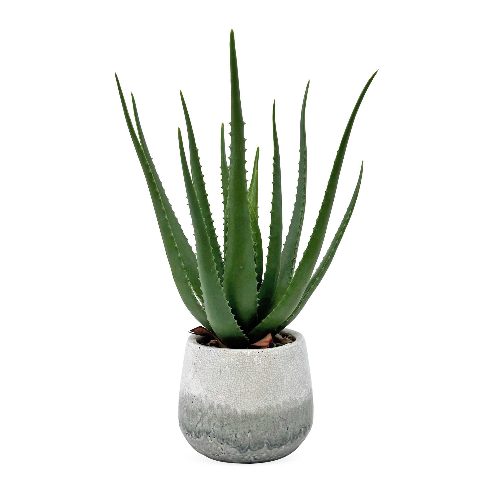 Veranda - Indoor-Outdoor Aloe Plant - Gray / Green