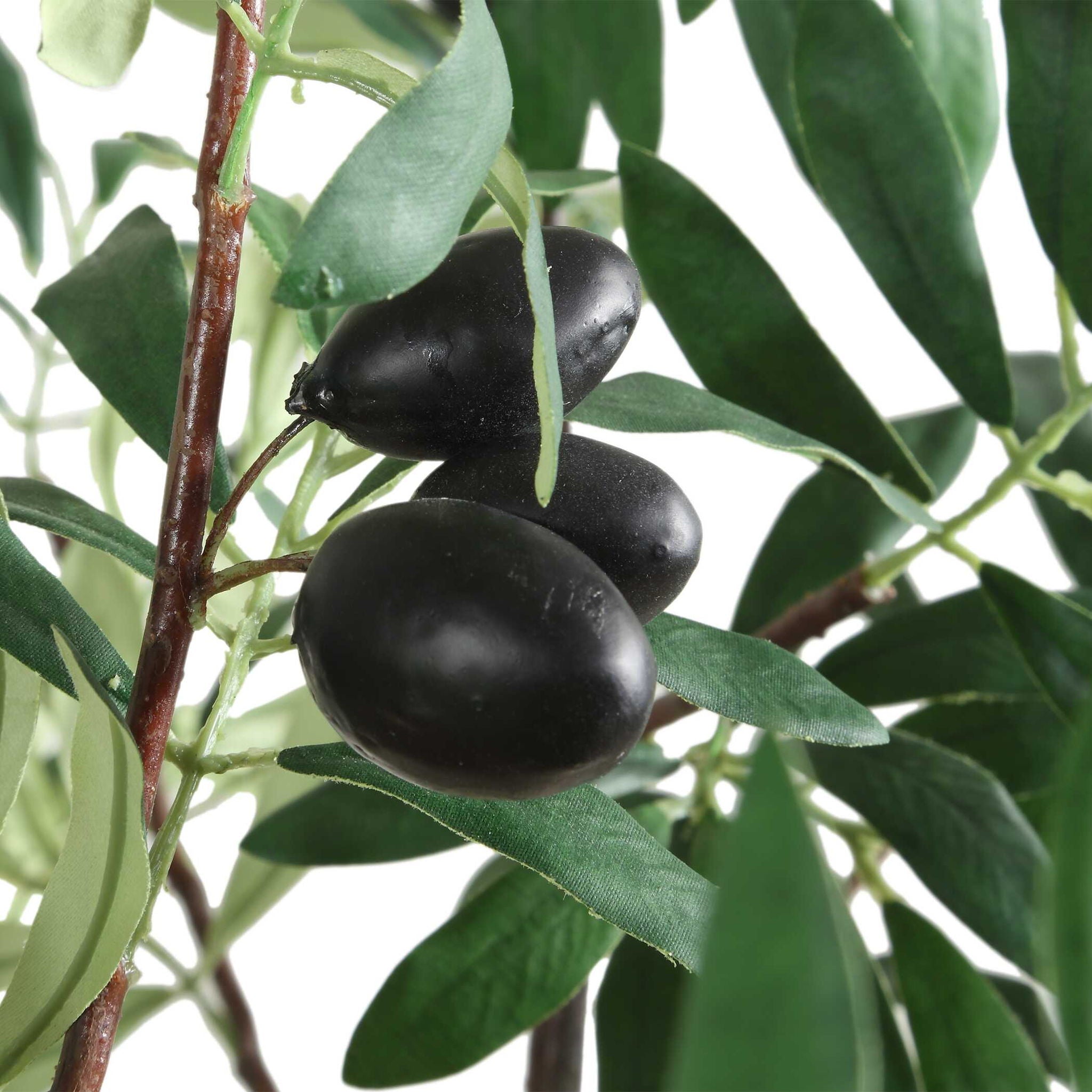 Olea - Potted Olive Tree - Green