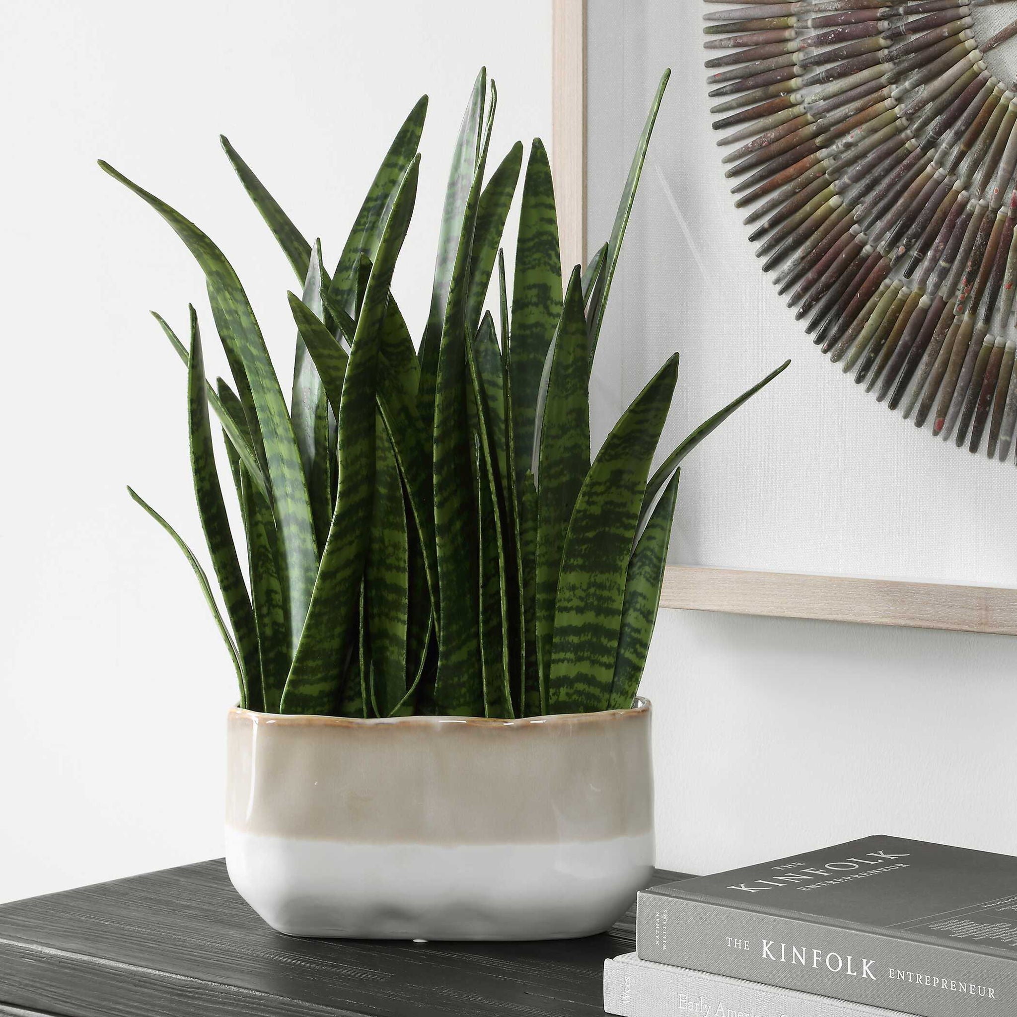Sansera Snake - Accent Plant - Green