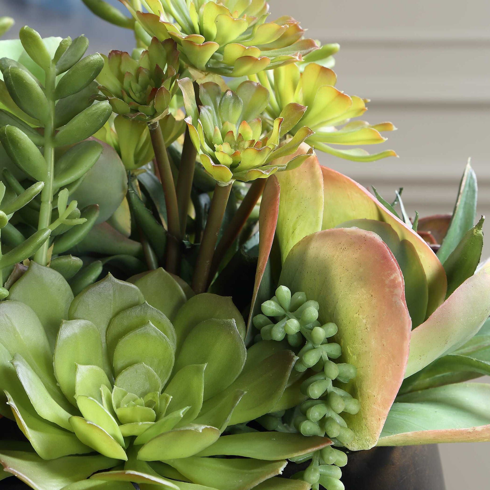 Mico - Indoor-Outdoor Succulent Centerpiece - Black,Green