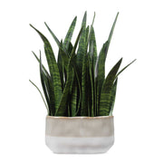 Sansera Snake - Accent Plant - Green