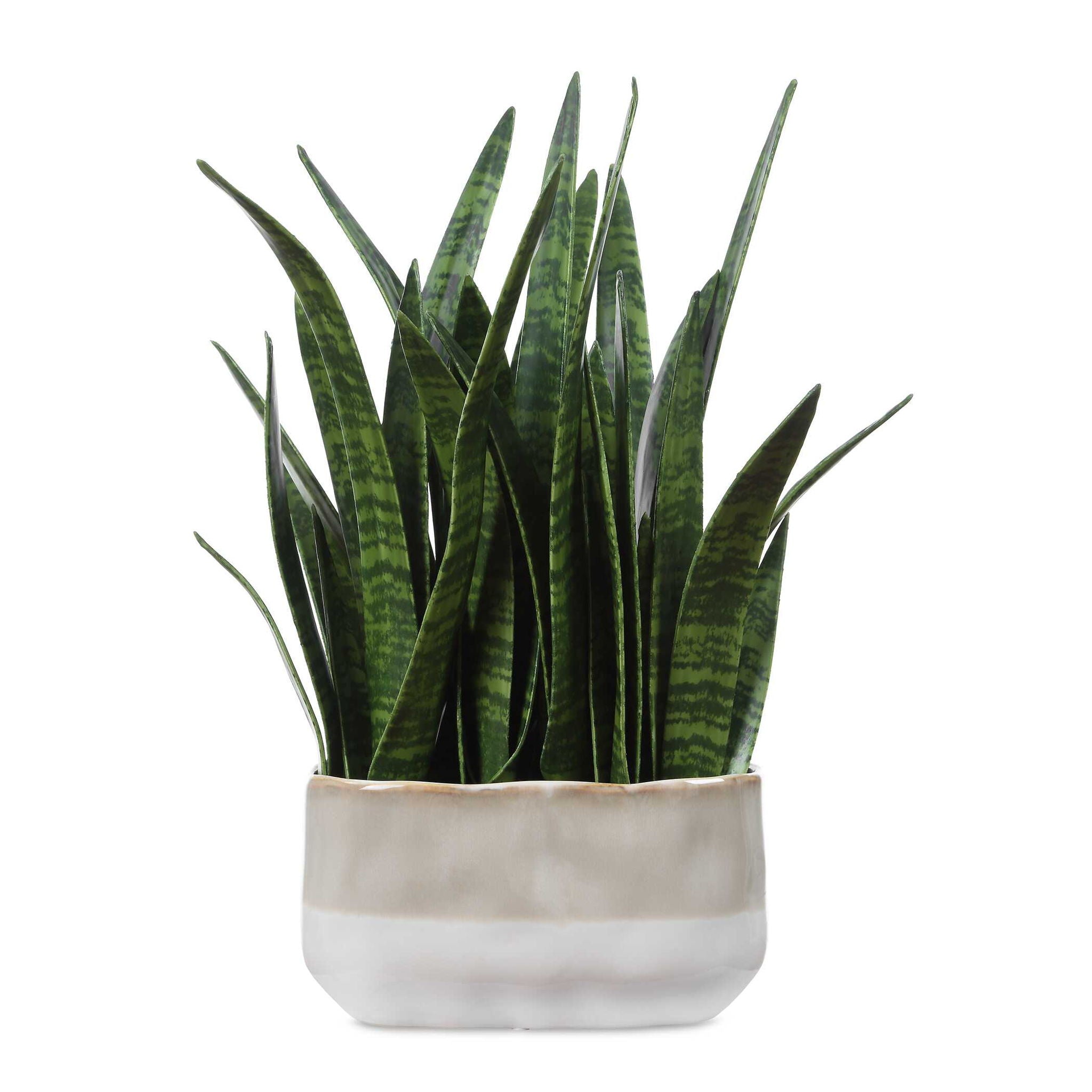 Sansera Snake - Accent Plant - Green
