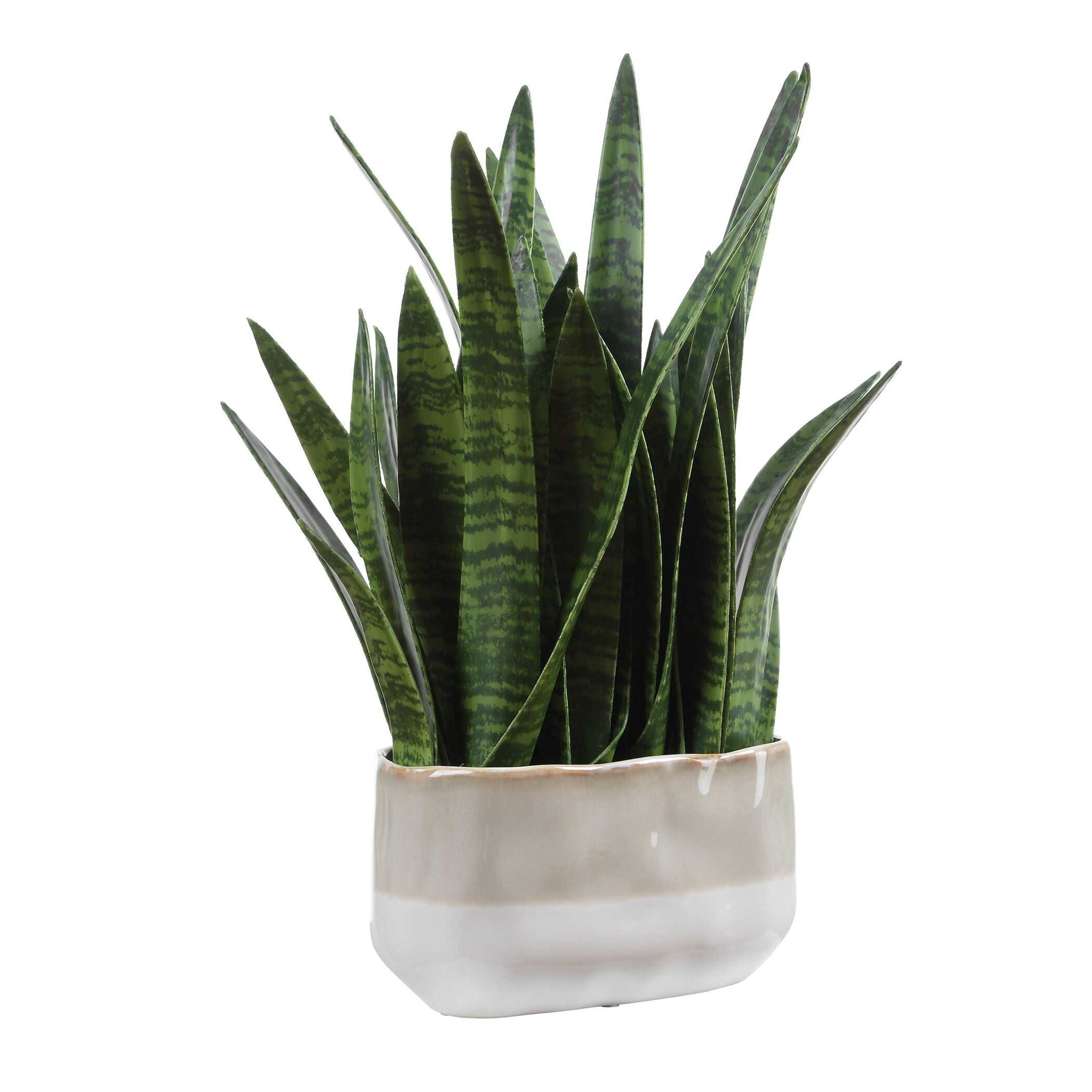 Sansera Snake - Accent Plant - Green